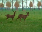 Gli Osservatori della fauna selvatica