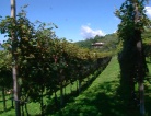 fotogramma del video Tondo alla vendemmia di Savorgnano del Torre